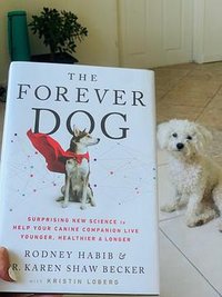 the forever dog (HarperCollins Canada, 2021 2021)
