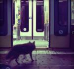 Three Film Score Intakes