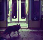 Three Film Score Intakes