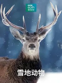 Snow Animals