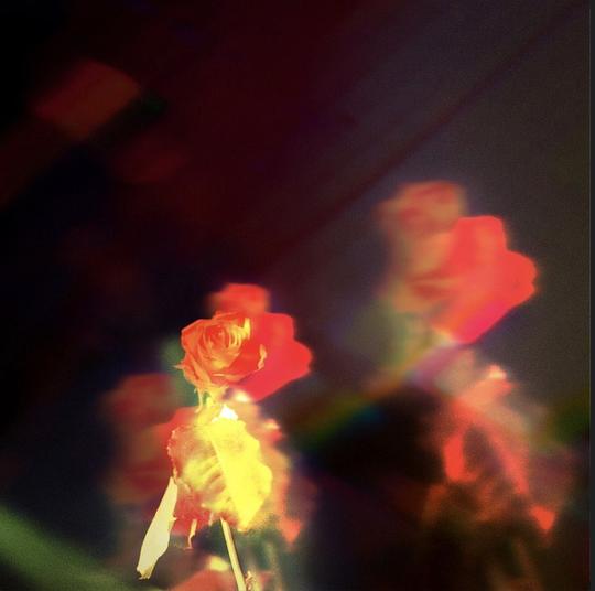 Petals on the Moon