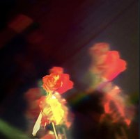 Petals on the Moon