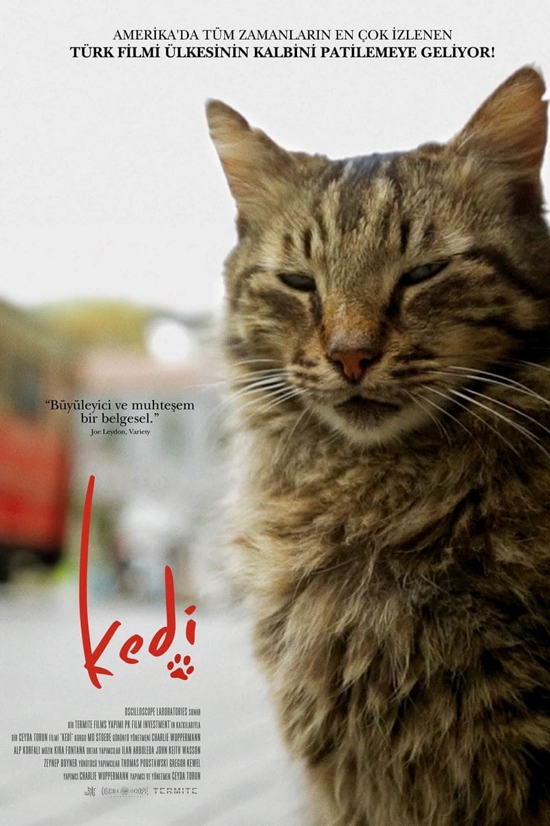 伊斯坦布尔的猫