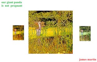 Our Giant Panda Is Not Pregnant