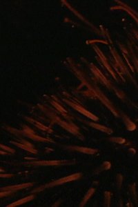Sea Urchins