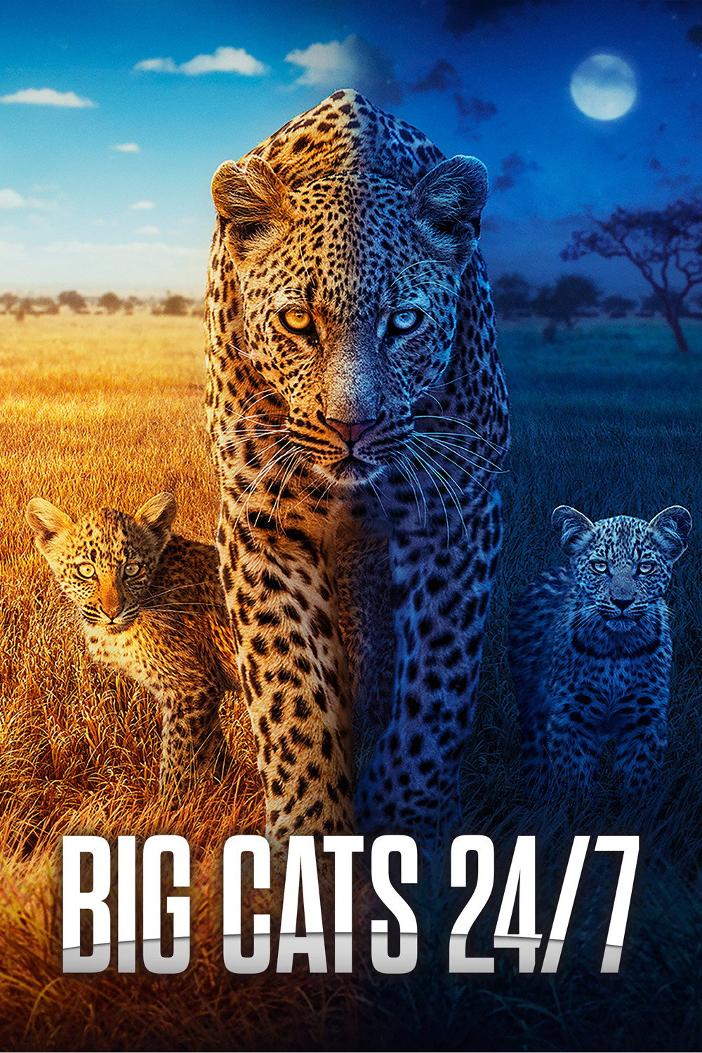 Big Cats 24/7