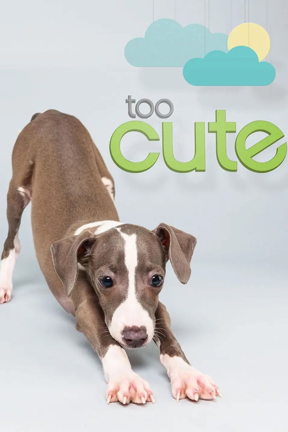 Too Cute Season 5