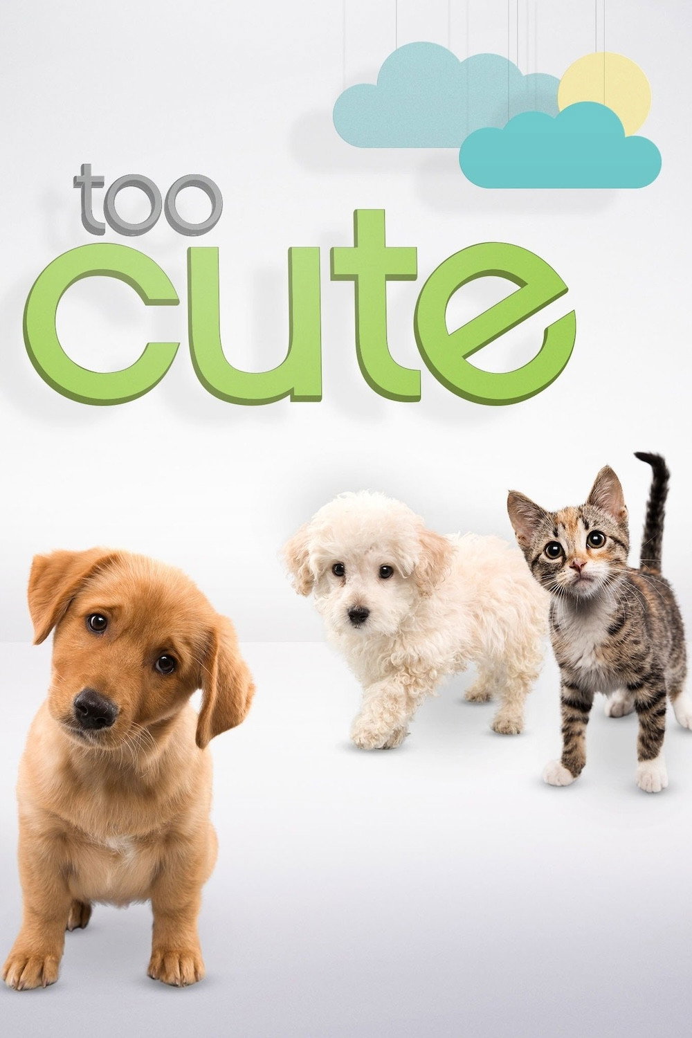 Too Cute Season 6