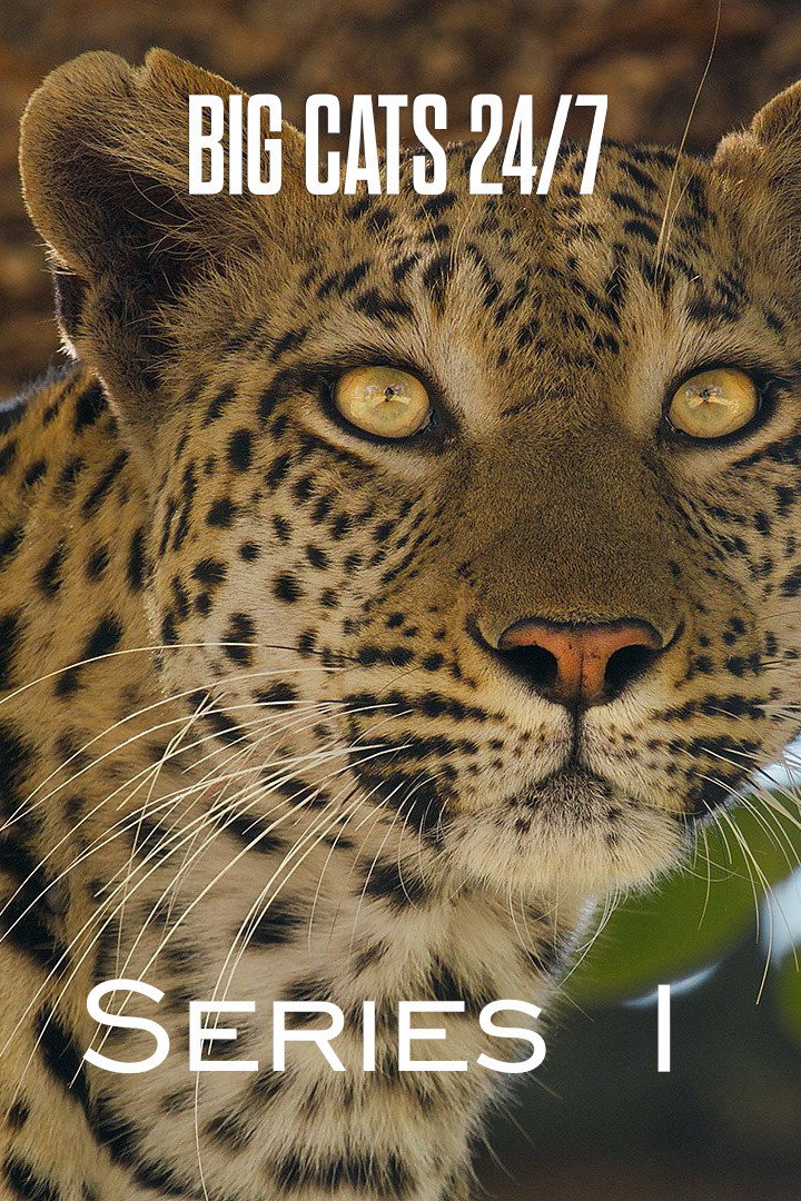 Big Cats 24/7 (Series 1)
