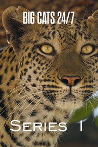 Big Cats 24/7 (Series 1)