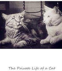 猫的私生活