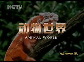 动物世界