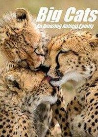 猫科动物：奇妙的动物家族