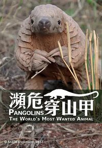 Pangolins: The World's Most Wanted Animal