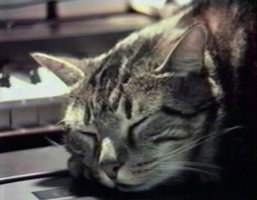 Cat Listening to Music