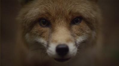 神秘影片试验计划#10：不是声音