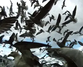 He Maketh a Path to Shine After Him; One Would Think the Deep to Be Hoary