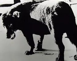 犬的记忆 森山大道・写真之旅