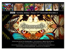 翩翩蝴蝶—英国式迷恋