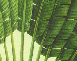 瘴气、植物、外销画