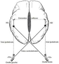 声音对视网膜相关性影响的实证研究