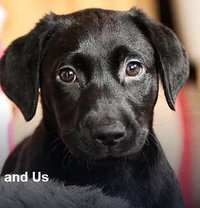 10 Puppies and Us