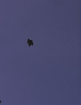 A LEAF IS THE SEA IS A THEATER