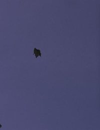 A LEAF IS THE SEA IS A THEATER