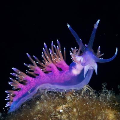 Avatar for 一脚踢登胫骨骨折的柠檬慕斯