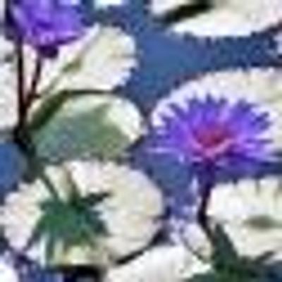 Avatar for searching4sanity