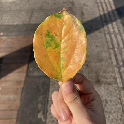 Avatar for 嘟尽天国