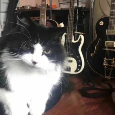 Avatar for 您忠实的, 华丽乌鸦 :blackcat_3c: