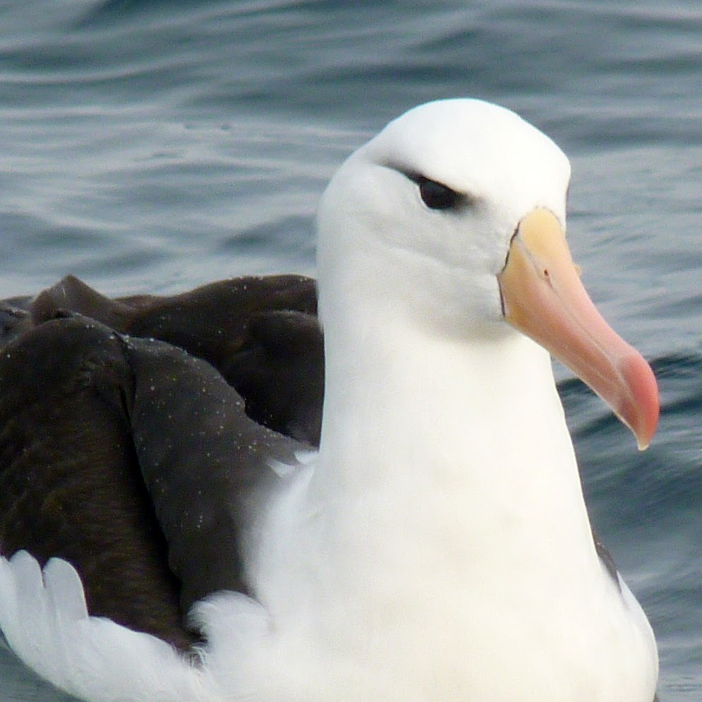 Avatar for GreatAlbatross