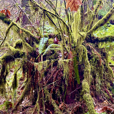 Avatar for Moss Wizard