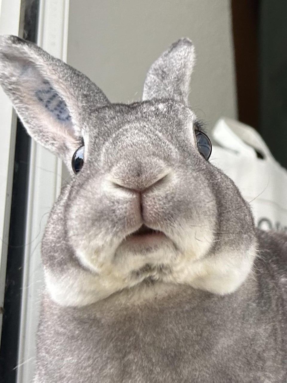 Avatar for johsny@lemmy.world