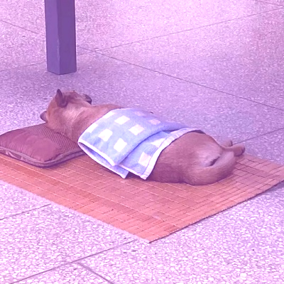 Avatar for 虽然多阻滞 花发再重荣 :blobcatlesbian: