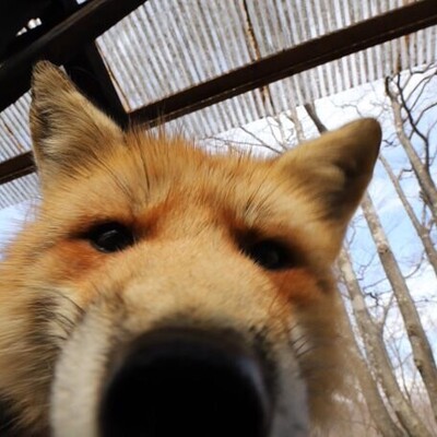 Avatar for 南狐 | SouthFox ☃️  :emacs: