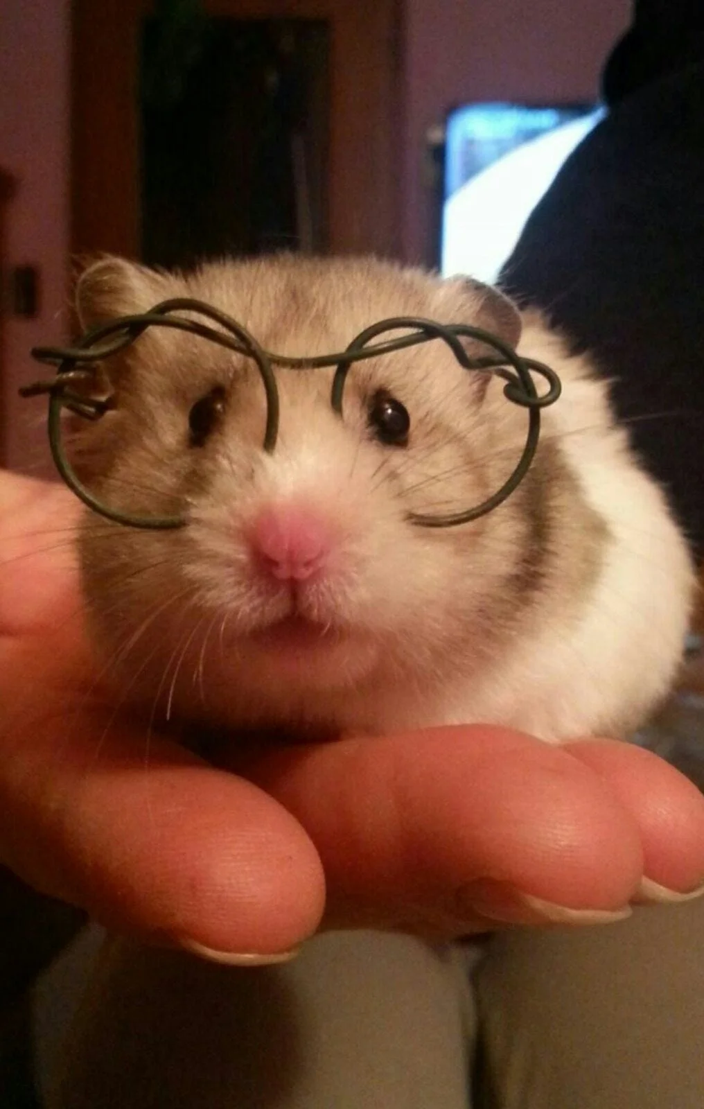 Avatar for UltraHamster64