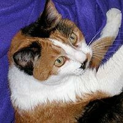 Avatar for Sarah Sammis