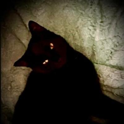 Avatar for tortie