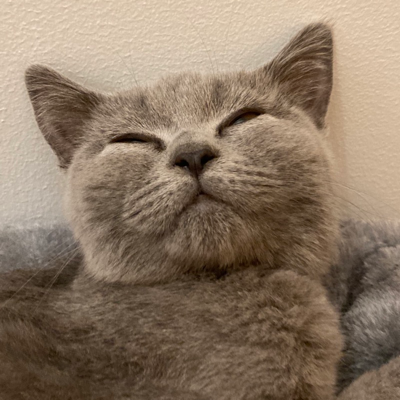 Avatar for Nico :pensive_party_blob: