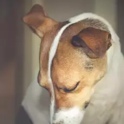 Avatar for Abaixo de Cão