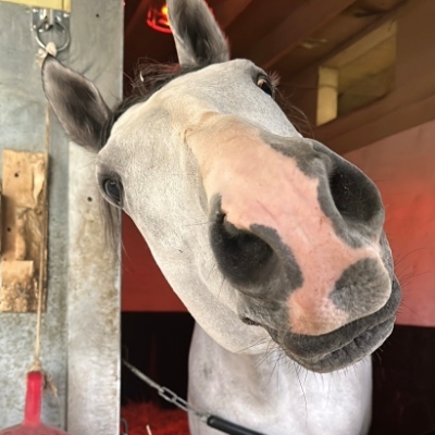 Avatar for jj the Santa Barbarian