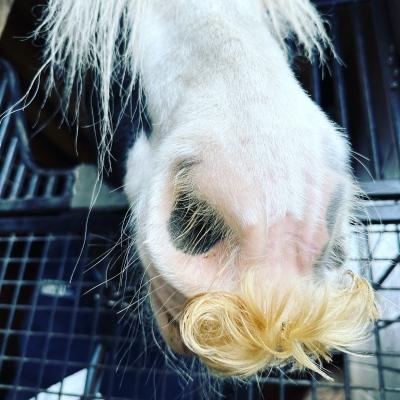 Avatar for jj the Santa Barbarian