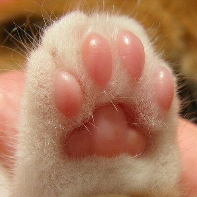 Avatar for DJ Toebeans