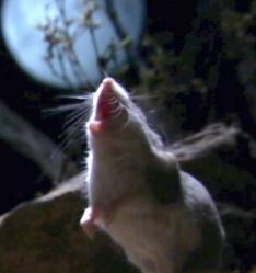 Avatar for grasshopper_mouse@lemmy.world