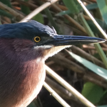 Avatar for Green_Heron_Fan