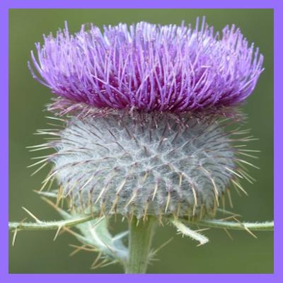 Avatar for Stachelgarten