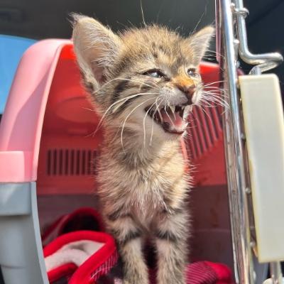 Avatar for Grace Cats🐾😻