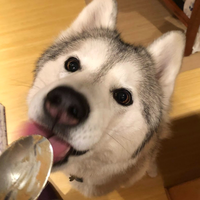 Avatar for Huskify